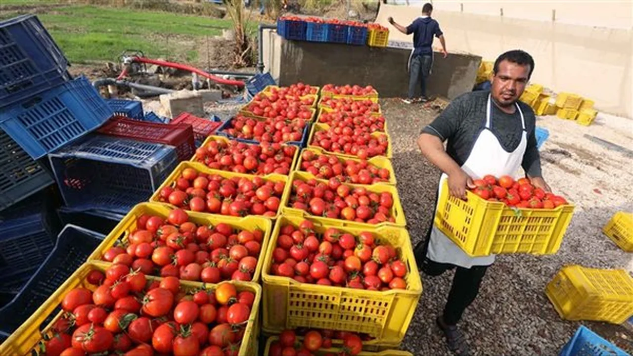 الصادرات الزراعية المصرية تتجاوز 9 مليارات دولار في 2024 وتعزز دورها الاقتصادي الحيوي